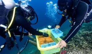 Peneliti: Jenis karang tahan kenaikan suhu faktor penting rehabilitasi