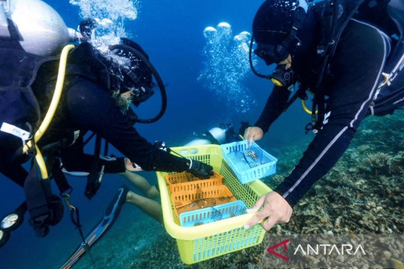 Peneliti: Jenis karang tahan kenaikan suhu faktor penting rehabilitasi