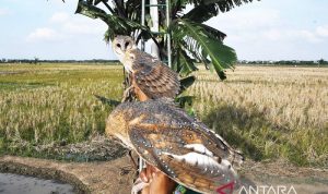 Prabowo kirim burung hantu, petani panen harapan baru