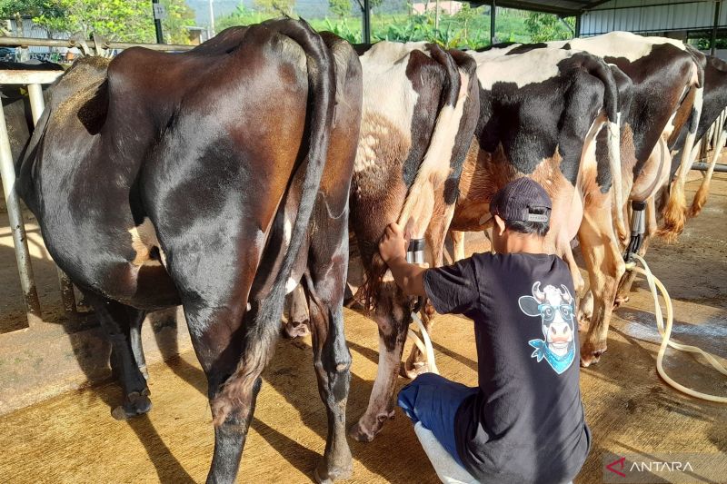 BGN: Susu untuk MBG minimal kandung 20 persen susu segar dalam negeri