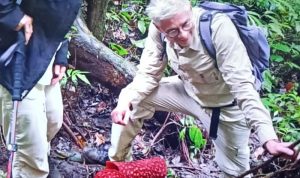 Dua individu bunga rafflesia mekar di hutan Palupuh Agam