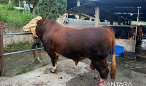 1.098 sapi kurban Prabowo dari peternak lokal dan berkualitas premium