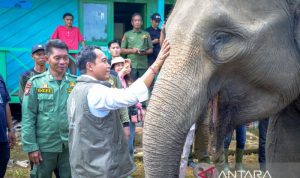 Gunakan drone, BKSDA temukan ada 17 gajah liar di BAS Bengkulu