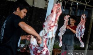 Kiat mencegah infeksi bagi pemotong hewan kurban