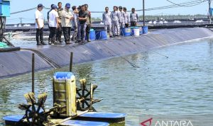 Prabowo tinjau panen raya udang di Tambak Budidaya Kebumen