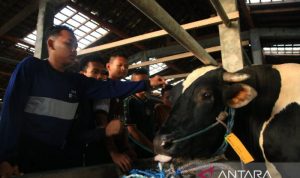Prabowo salurkan sapi kurban seberat 910 kg ke Pondok Modern Gontor