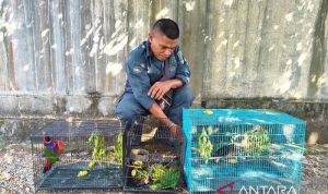Kemenhut tetapkan tiga tersangka perdagangan satwa endemik Papua