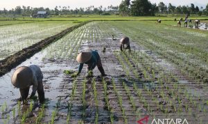 BMKG: Puncak musim hujan di NTB pada Maret 2027