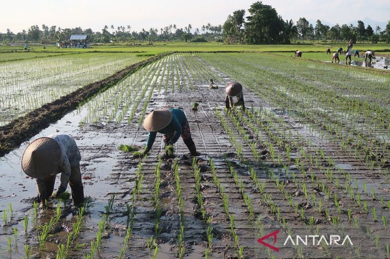 BMKG: Puncak musim hujan di NTB pada Maret 2027